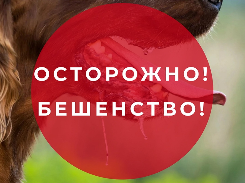 Осторожно бешенство